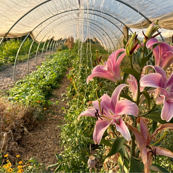 Meet your Posher, Leah - Picture 5 of 12